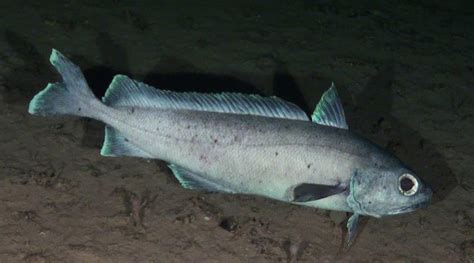 Common mora (Mora moro) .